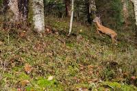 Capreolus capreolus